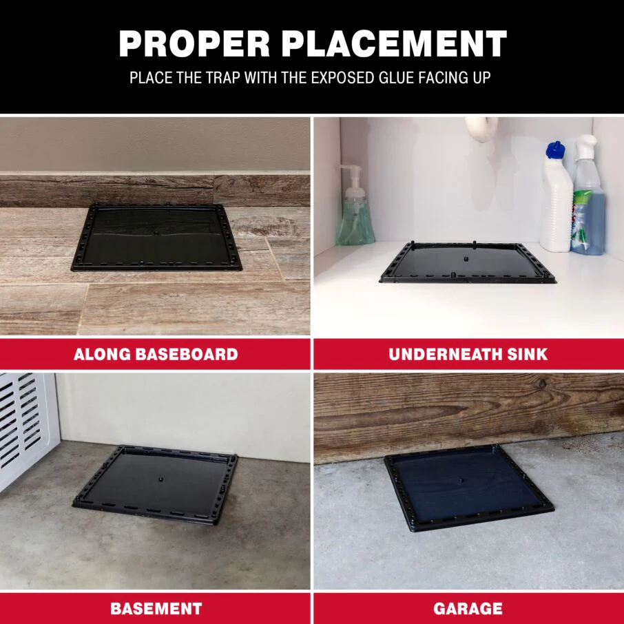 Jumbo Glue Traps for Large Rodents and Other Pests - Image 6
