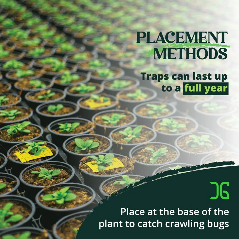 Pre-Cut Ready to Use Sticky Traps with Center Hole - Image 8